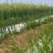 Moçambique busca investimento tailandês para impulsionar a revolução do arroz