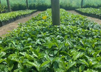 Mozambique Scales Up Coffee Ambitions with 200-Hectare Expansion