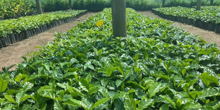 Mozambique Scales Up Coffee Ambitions with 200-Hectare Expansion