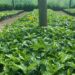 Moçambique alarga ambições cafeeiras com expansão de 200 hectares