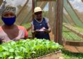 Colheitas abundantes no meio dos desafios climáticos: Moçambique regista forte crescimento agrícola