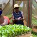 Colheitas abundantes no meio dos desafios climáticos: Moçambique regista forte crescimento agrícola