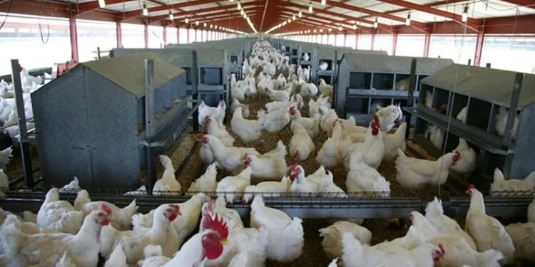 Poultry farming: Tips to manage unpredictable weather patterns
