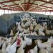 Poultry farming: Tips to manage unpredictable weather patterns