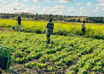 Alemanha injeta US$ 50 milhões no corredor agroindustrial de Moçambique