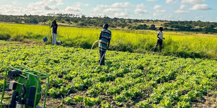 Alemanha injeta US$ 50 milhões no corredor agroindustrial de Moçambique