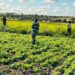 Germany Injects US$50 Million into Mozambique’s Agribusiness Corridor