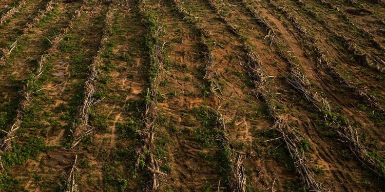 Mozambique’s Vast Farmland Untapped as Smallholder Bottlenecks Persist