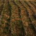 Vastas áreas agrícolas inexploradas de Moçambique devido aos gargalos que afetam os pequenos agricultores