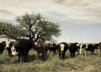 Apelo global para restaurar ecossistemas críticos ganha urgência