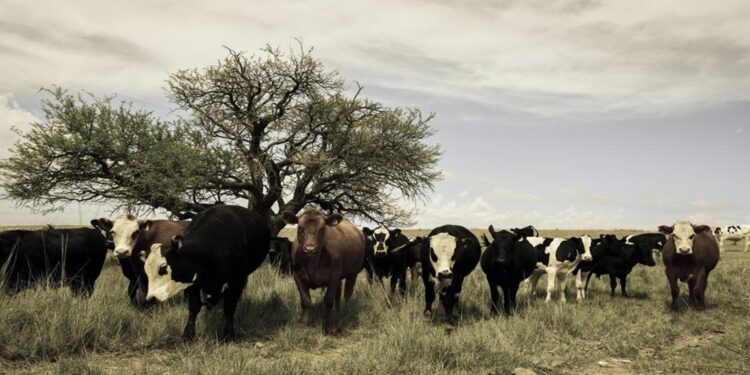 Apelo global para restaurar ecossistemas críticos ganha urgência