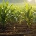EU, BRICS Step into Mozambique’s Nacala Corridor as Mega-Farming Ambitions Fragment