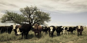 Global Call to Restore Critical Ecosystems Gains Urgency