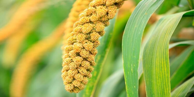 India–Africa Cooperation in Agriculture, Millets & Food Security
