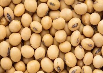 Moçambique garante financiamento de US$ 500 milhões do Banco Mundial para impulsionar a agricultura e a segurança alimentar