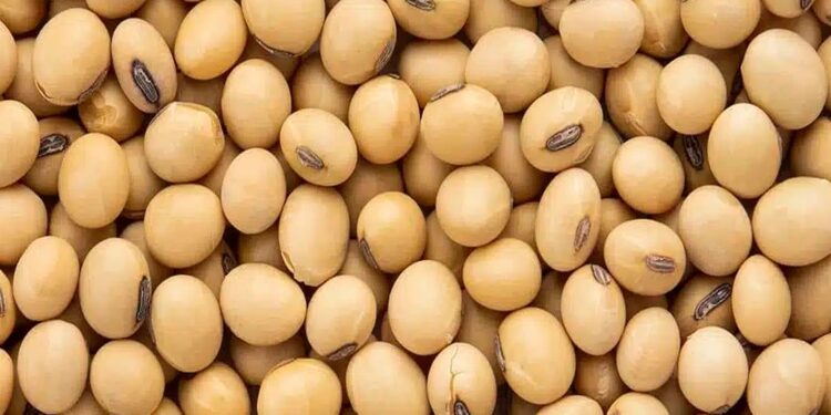 Mozambique Secures $500 Million World Bank Funding to Boost Agriculture, Food Security