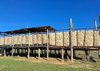 Mozambique’s Niassa Province Attracts Agro-Processing Inflow via China, SAN