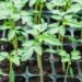 Netherlands Backs Mozambique Seed Sector With €12.5 Million Climate Push
