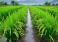 O que uma década de pesquisa agrícola entre China, Brasil e África realmente revela