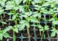 Países Baixos apoiam setor de sementes de Moçambique com investimento de € 12,5 milhões voltado ao clima