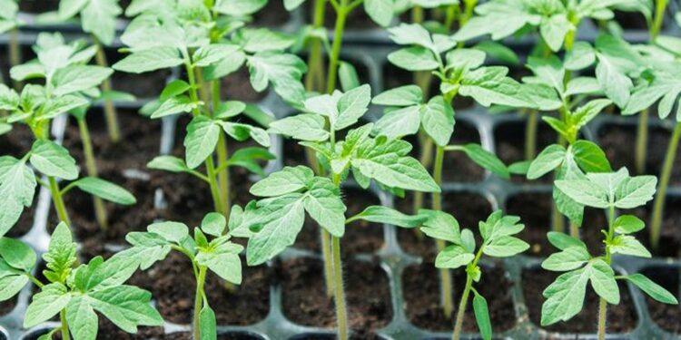 Países Baixos apoiam setor de sementes de Moçambique com investimento de € 12,5 milhões voltado ao clima