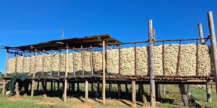 Província de Niassa, em Moçambique, atrai investimentos em agroprocessamento com participação da China e da SAN