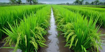 What a Decade of China-Brazil-Africa Agriculture Research Actually Shows
