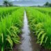 What a Decade of China-Brazil-Africa Agriculture Research Actually Shows