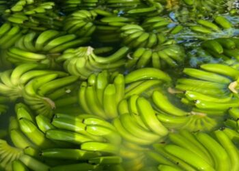 Poor Roads Are Bruising Mozambique’s Banana Export Trade