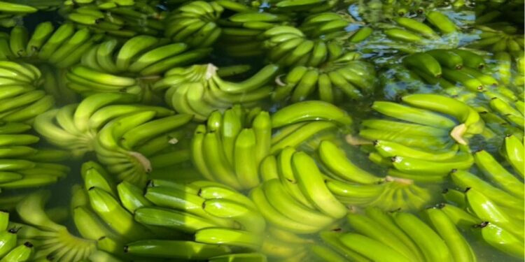 Poor Roads Are Bruising Mozambique’s Banana Export Trade