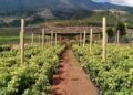 A Aposta de US$ 2 Bilhões de Moçambique para Revolucionar a Agricultura