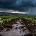 África Austral se mobiliza à medida que o El Niño ameaça a agricultura regional.