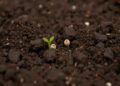 Aliança internacional mobiliza apoio à agricultura resiliente ao clima em Moçambique