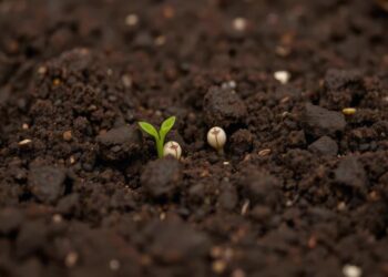 International Alliance Rallies Behind Mozambique’s Climate-Resilient Agriculture