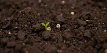 International Alliance Rallies Behind Mozambique’s Climate-Resilient Agriculture