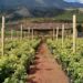Mozambique’s $2 Billion Gamble to Revolutionize Farming