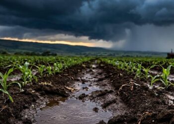 Southern Africa Mobilises as El Niño Threatens Regional Farming