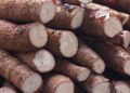 A Chinese Partnership Could Turn Mozambique’s Cassava Into a Global Commodity