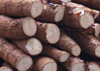 A Chinese Partnership Could Turn Mozambique’s Cassava Into a Global Commodity