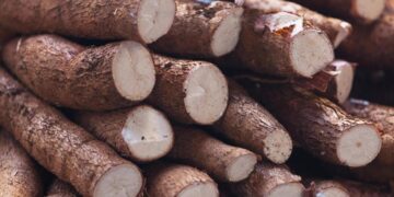 A Chinese Partnership Could Turn Mozambique’s Cassava Into a Global Commodity