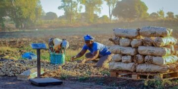 Agricultor de Boane agora produz 30 toneladas de batata por hectare