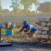 Agricultor de Boane agora produz 30 toneladas de batata por hectare