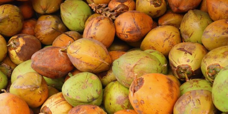 Colhendo Ouro Verde: Como a Inovação Agrícola e as Parcerias Regionais Impulsionam a Revolução Energética da África Austral
