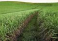 Como o Malawi e Moçambique estão transformando a agricultura regional