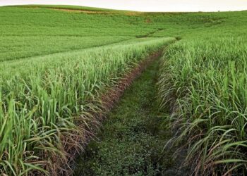 Como o Malawi e Moçambique estão transformando a agricultura regional