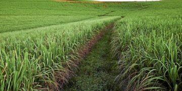 Como o Malawi e Moçambique estão transformando a agricultura regional