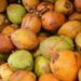 Harvesting Green Gold: How Agrarian Innovation and Regional Partnerships are Fueling Southern Africa’s Energy Revolution