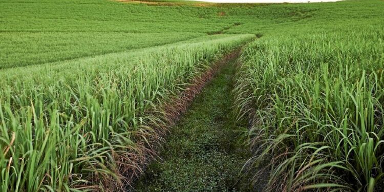 How Malawi and Mozambique Are Transforming Regional Agriculture