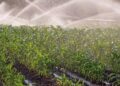 Jovens agricultores de Portugal planejam uma incubadora para formar a próxima geração de empreendedores do agronegócio em Moçambique.