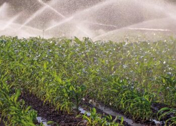 Jovens agricultores de Portugal planejam uma incubadora para formar a próxima geração de empreendedores do agronegócio em Moçambique.